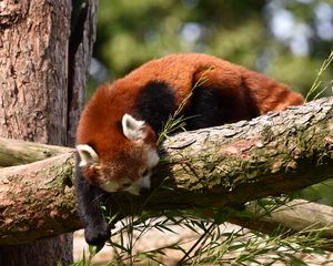 Preview wallpaper red panda, animal, tree, branches, wildlife