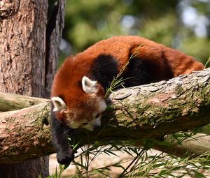 Preview wallpaper red panda, animal, tree, branches, wildlife