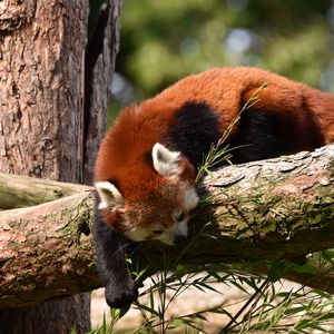 Preview wallpaper red panda, animal, tree, branches, wildlife