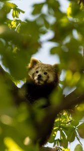 Preview wallpaper red panda, animal, tree, branch, leaves, wildlife