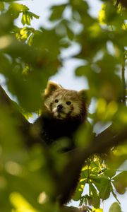 Preview wallpaper red panda, animal, tree, branch, leaves, wildlife