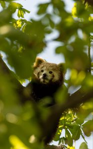 Preview wallpaper red panda, animal, tree, branch, leaves, wildlife