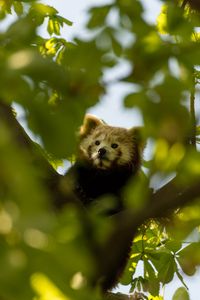 Preview wallpaper red panda, animal, tree, branch, leaves, wildlife