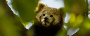 Preview wallpaper red panda, animal, tree, branch, leaves, wildlife