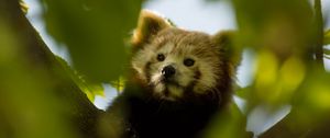 Preview wallpaper red panda, animal, tree, branch, leaves, wildlife