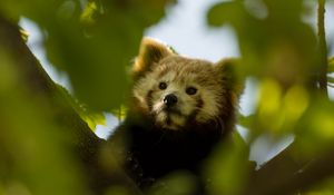 Preview wallpaper red panda, animal, tree, branch, leaves, wildlife