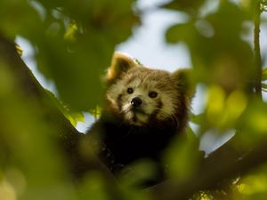 Preview wallpaper red panda, animal, tree, branch, leaves, wildlife