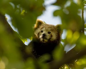 Preview wallpaper red panda, animal, tree, branch, leaves, wildlife