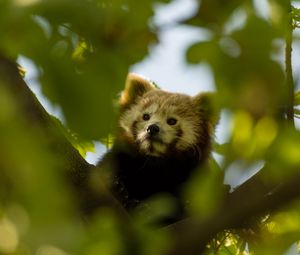 Preview wallpaper red panda, animal, tree, branch, leaves, wildlife