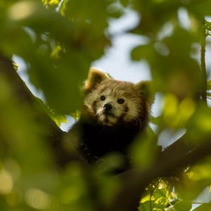 Preview wallpaper red panda, animal, tree, branch, leaves, wildlife