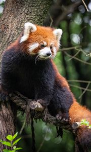 Preview wallpaper red panda, animal, tree, branches