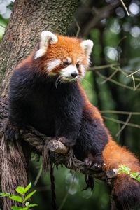 Preview wallpaper red panda, animal, tree, branches