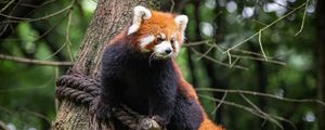 Preview wallpaper red panda, animal, tree, branches