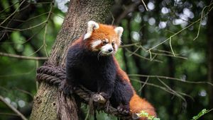 Preview wallpaper red panda, animal, tree, branches
