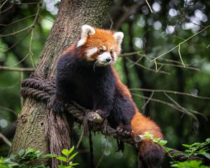 Preview wallpaper red panda, animal, tree, branches