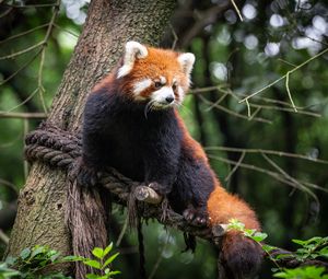 Preview wallpaper red panda, animal, tree, branches