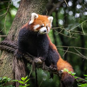 Preview wallpaper red panda, animal, tree, branches