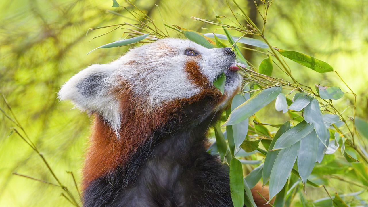 Wallpaper red panda, animal, tree, leaves, wildlife