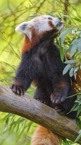 Preview wallpaper red panda, animal, tree, leaves, wildlife