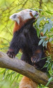 Preview wallpaper red panda, animal, tree, leaves, wildlife