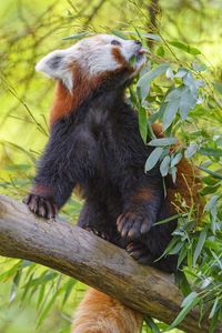 Preview wallpaper red panda, animal, tree, leaves, wildlife