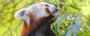 Preview wallpaper red panda, animal, tree, leaves, wildlife