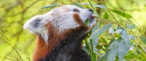 Preview wallpaper red panda, animal, tree, leaves, wildlife