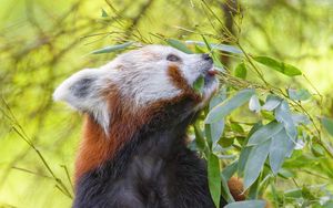 Preview wallpaper red panda, animal, tree, leaves, wildlife