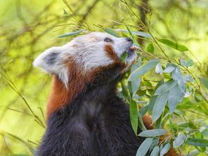 Preview wallpaper red panda, animal, tree, leaves, wildlife