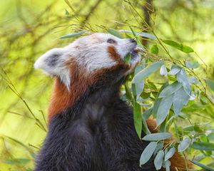 Preview wallpaper red panda, animal, tree, leaves, wildlife