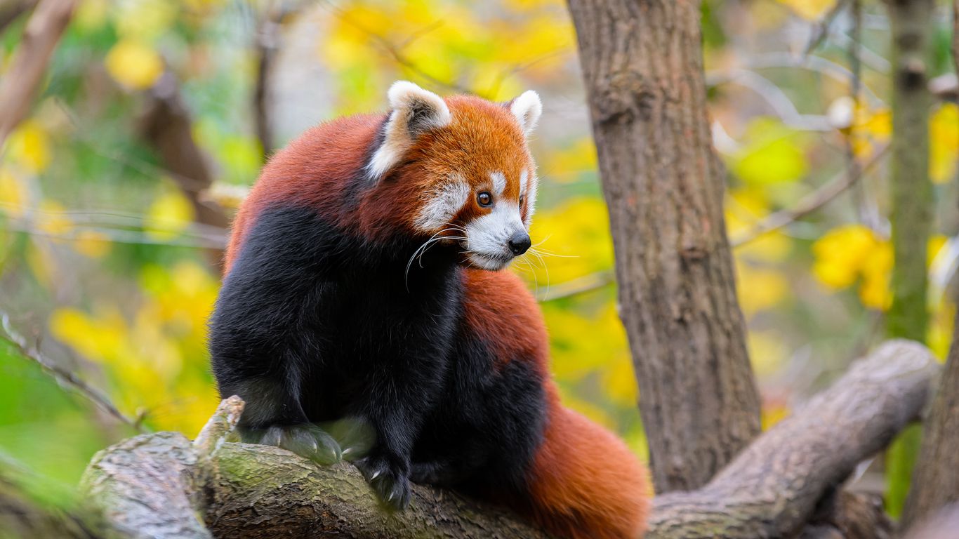 Download wallpaper 1366x768 red panda, animal, tree, wildlife tablet ...