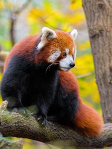 Preview wallpaper red panda, animal, tree, wildlife