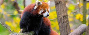 Preview wallpaper red panda, animal, tree, wildlife