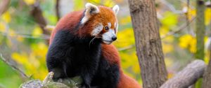 Preview wallpaper red panda, animal, tree, wildlife