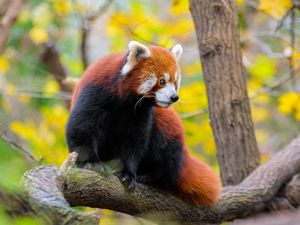 Preview wallpaper red panda, animal, tree, wildlife