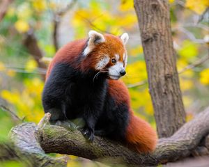 Preview wallpaper red panda, animal, tree, wildlife