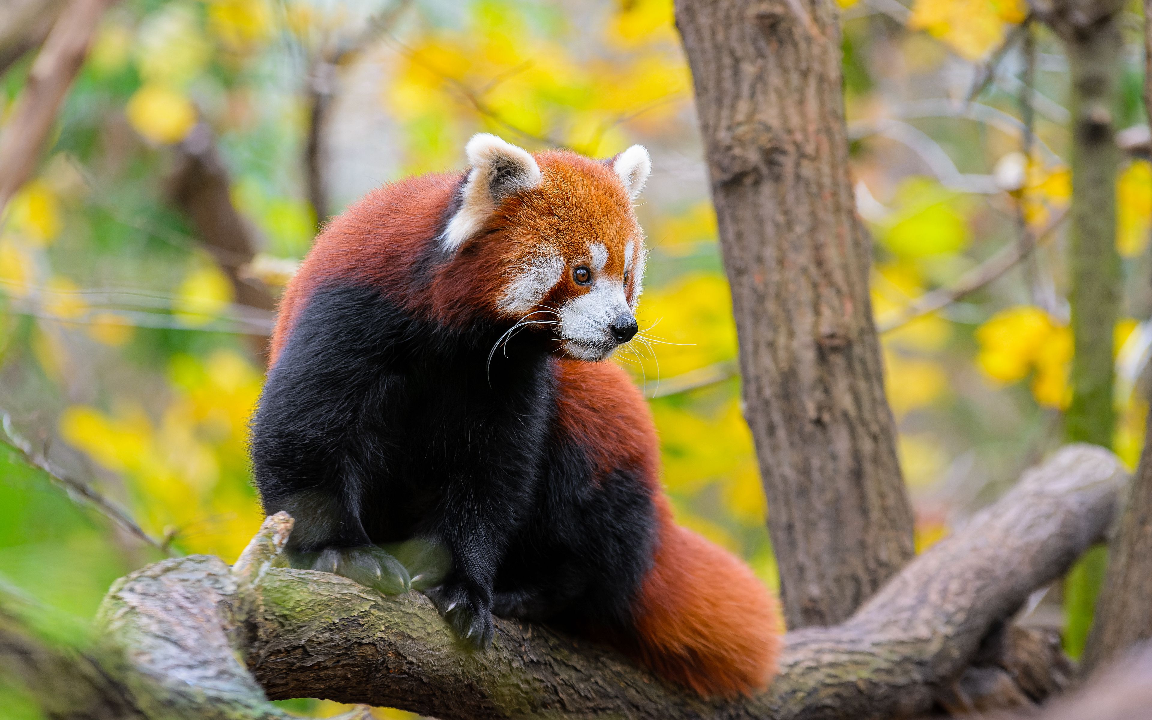 Download wallpaper 3840x2400 red panda, animal, tree, wildlife 4k ultra ...