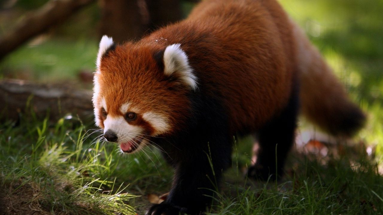 Wallpaper red panda, animal, walk