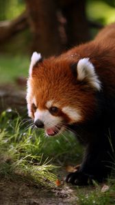 Preview wallpaper red panda, animal, walk