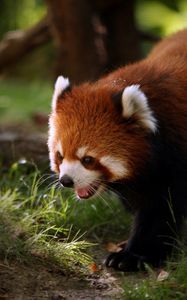 Preview wallpaper red panda, animal, walk