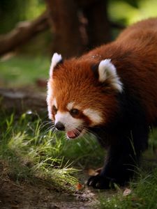 Preview wallpaper red panda, animal, walk