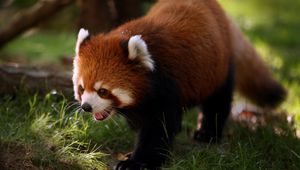 Preview wallpaper red panda, animal, walk