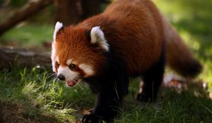 Preview wallpaper red panda, animal, walk