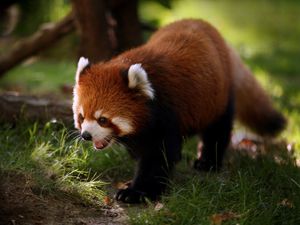 Preview wallpaper red panda, animal, walk