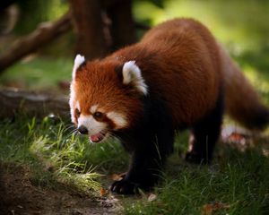 Preview wallpaper red panda, animal, walk