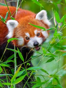 Preview wallpaper red panda, animal, wild, leaves, wildlife