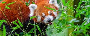 Preview wallpaper red panda, animal, wild, leaves, wildlife