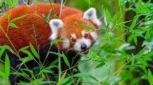 Preview wallpaper red panda, animal, wild, leaves, wildlife