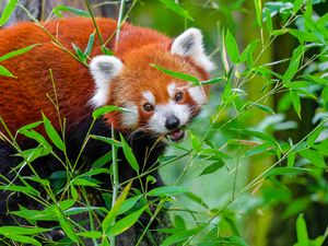 Preview wallpaper red panda, animal, wild, leaves, wildlife