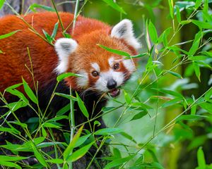 Preview wallpaper red panda, animal, wild, leaves, wildlife